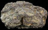 Bargain Fossil Coral (Actinocyathus) Head - Morocco #44888-1